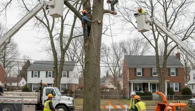Professional crew performing safe tree removal with bucket truck and chainsaws in Albany, NY
