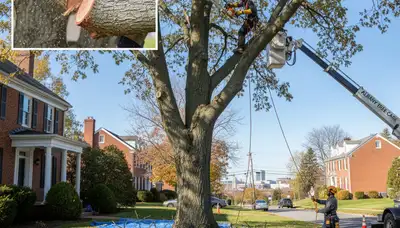 Arborists performing deadwood removal to protect Albany NY homes from hazardous tree branches