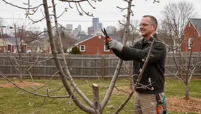 Arborist pruning fruit tree in Albany NY backyard orchard to enhance growth and tree health
