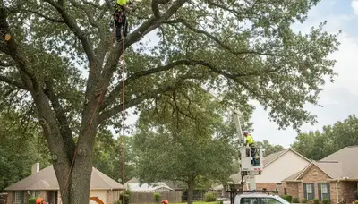 Arborist pruning oak tree branches in Albany, NY for professional tree maintenance and safety