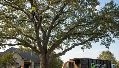 Professional tree removal crew cutting large oak tree in Albany, NY safely and efficiently