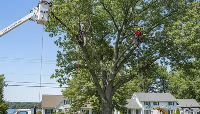 Professional tree removal service in Albany NY safely cutting and clearing trees