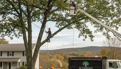 Professional tree removal service in Albany NY safely cutting large oak near residential property