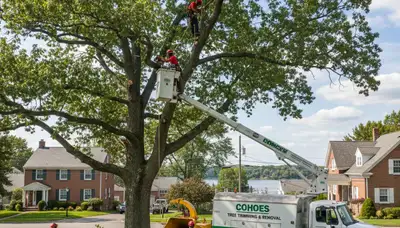Professional tree removal service crews working in Albany, NY