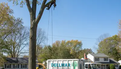 Professional tree removal service in Albany NY safely cutting and clearing large trees