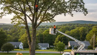Professional tree removal service team working safely in Albany, NY