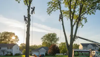 Professional tree removal service in Albany NY by certified arborists at Tree Services Albany NY