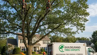 Professional tree removal service in Albany NY safely cutting and clearing large oak tree