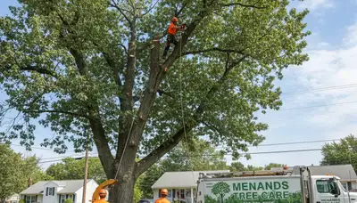 Professional tree removal service in Albany NY by certified arborists