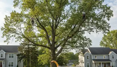 Professional tree removal service in Albany NY safely cutting and clearing large oak tree