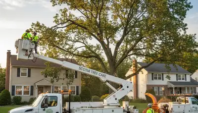 Professional tree removal service in Albany NY by certified arborists