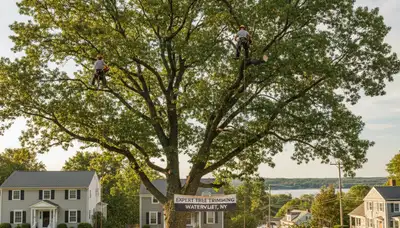 Professional tree removal service crews working in Albany, NY