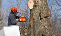 Tree Removal in Albany NY